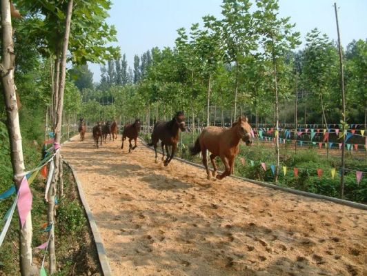 我想骑马应该去哪里？简易跑马场设计图