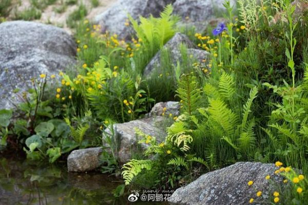 最简单的花境配置？石头花园图片设计图片大全