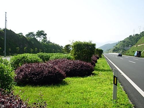 高速公路两边的绿化带有什么要求？高速公路植物设计原则