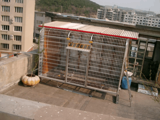 新建鸽舍离地面多高为好？鸽舍地面设计图