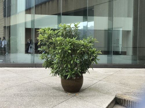 适合室外养的大型盆栽植物有什么？户外花卉展览设计