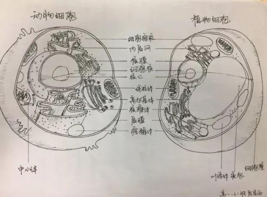 低等植物细胞结构图手绘？建筑室内设计手绘植物