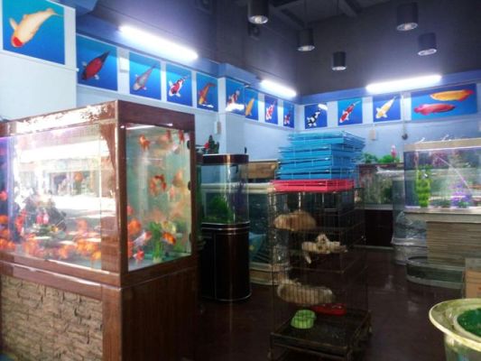 小区门口开个水族店怎么样？水族店设计图