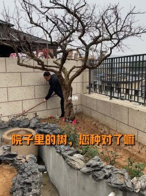 老家在湖南湘中农村，院子里种什么样的树比较好？湖南乡村庭院设计