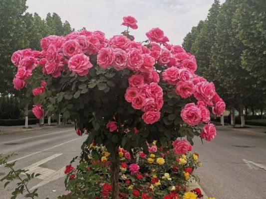 学校大门口圆形花坛放下10盆菊花,每两盆之间放一盆月季花,月季花放多少盆？（校园平面组合花坛设计图）