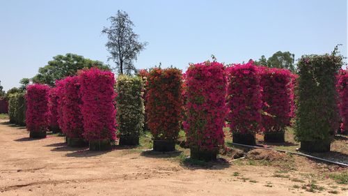 北方夏天三角梅小苗能载在院子吗？（庭院花廊设计）