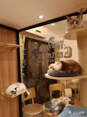 猫咪咖啡馆改造方案？（猫咖啡店设计图）