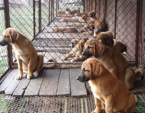 土狗自然繁育场地要求？（室内狗场场地设计）