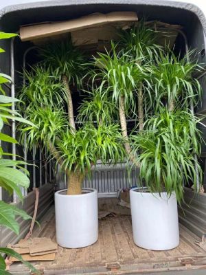 基督徒家里客厅摆放观赏植物:龙血树好吗？（基督教客厅设计）