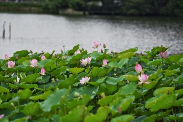 广州荷立服饰有限公司介绍？（广州海珠区办公室设计公司）