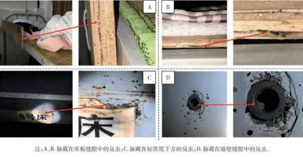 农村老家建的房子，想把厕所设计成环保生态型的，没有苍蝇，臭虫之类的，节水，粪便能降解，有什么办法？（新式卫生间设计）