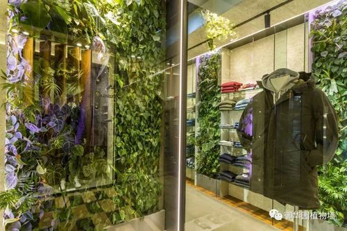 服装店面里放什么植物好呢？（服装店面设计图片大全）